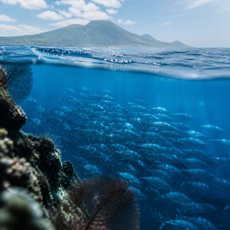 Alor When the Current Turns: Diving Indonesia's Wild East for Pelagics