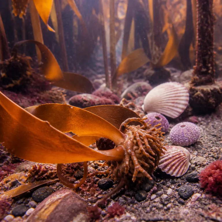 Alaska's Underwater Forest: What Divers Find Beneath the Kelp Canopy