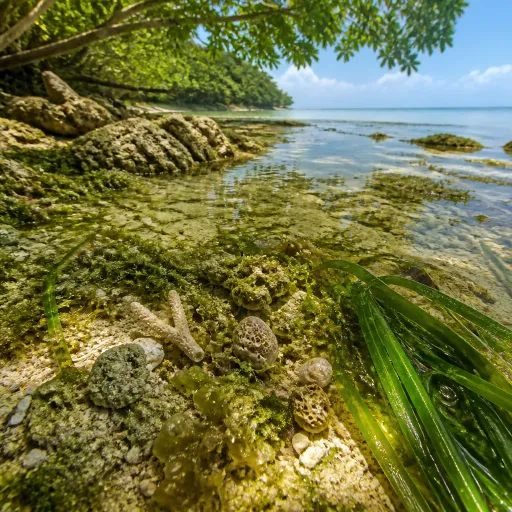 September on the Reef: Why Shoulder Season Delivers the Diving Peak Season Cannot